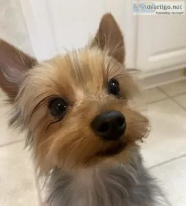 Male Yorkie Teacup 1 year old