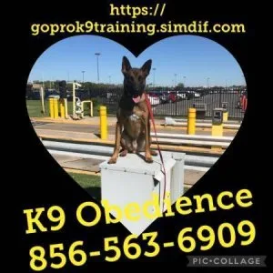 Pro k9 trainer all breeds k9