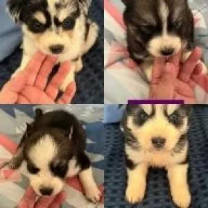 Aussie Husky mix Puppies