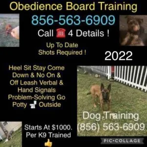 Pro potty k9 training commands