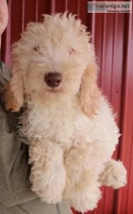 f1b Mini Goldendoodles Green eyes