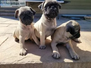 Pugs