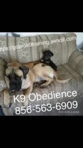 Training commands guarantee obedience