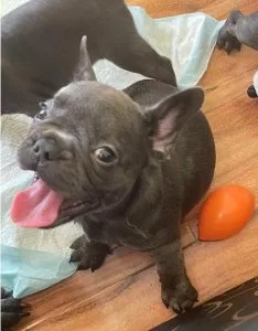 Lary French Bulldog Pups