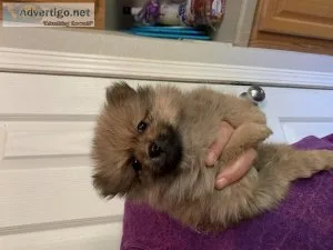 Pomeranian puppies