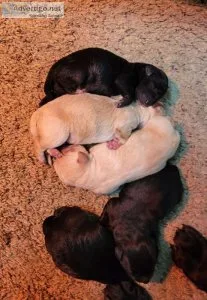 Labradoodle
