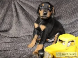 Male and Female Doberman puppies Available