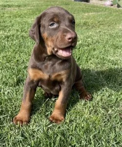Doberman puppis for sale. TEXTCALL 308-321-6082
