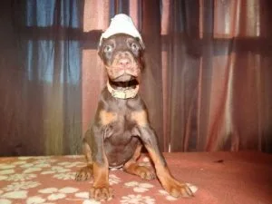 Kc Reg Doberman puppies for sale. TEXTCALL 308-321-6082