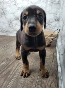 Doberman puppies available