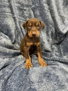 MF Adorable Doberman Puppies Available.