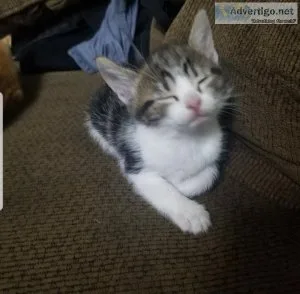 Kittens 6 weeks old