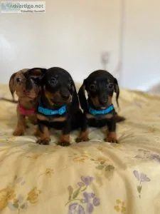 Caring Doberman Pinscher Puppies