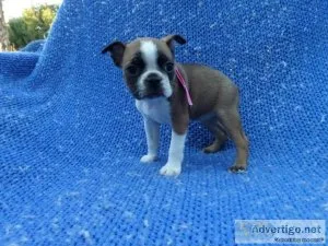 Fun Boston Terrier Puppies