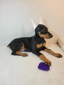 Doberman Pinscher Pups