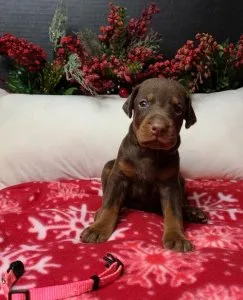 Adorable Puppies. Doberman Pinscher