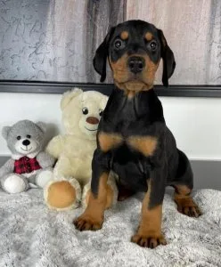 Well Trained Doberman Pinscher Puppies