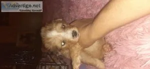 Malipoo Puppies