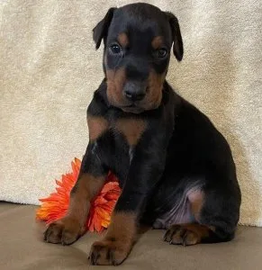 adorable doberman puppies.. text 3083216082