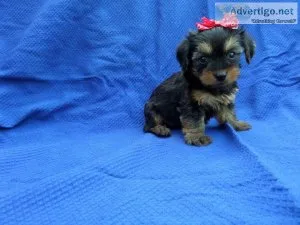Fun Yorkie Puppies