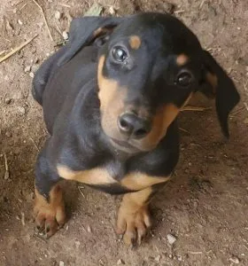Doberman Pinscher puppies for Easter