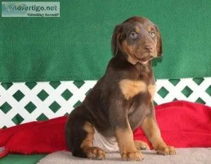 Doberman pinscher available.