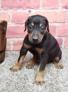 Reg Doberman Pinscher Puppies