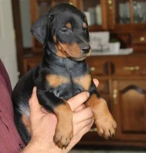 Doberman puppies
