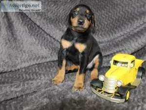 Doberman puppies Now Available.