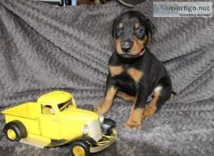 Adorable Doberman Pups.. TEXTCALL 3083216082