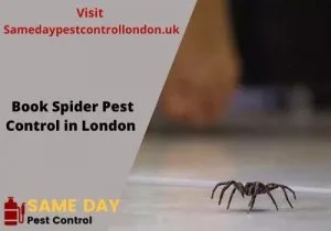 Book Spider Control Servic in London - Samedaypestcontrollo ndon
