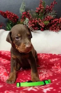 Stunning Doberman Pinscher Puppies Available