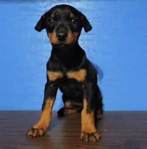 Doberman Puppies Available. MF. TEXT 308-321-6082