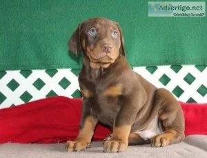 Doberman Puppies available.... TEXTCALL 308-321-6082