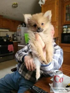 Male pomeranian puppy for sale