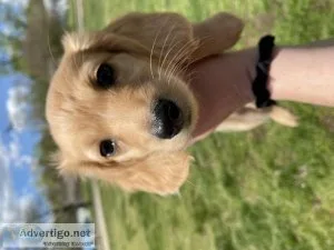 Dauchunds puppies