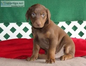Doberman Pinscher Pups for sale