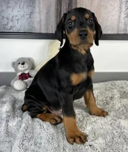 Active Doberman Pinscher Puppies Available.