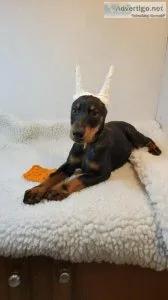 Doberman Pinscher Puppies Akc