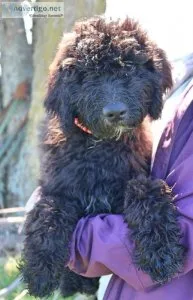 Whoodle Boy Tucker