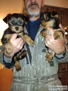 Yorkie puppies