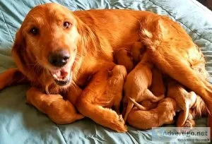 Golden Retriever Puppies