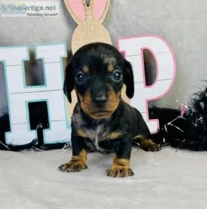 Kayden Mini Dachshund