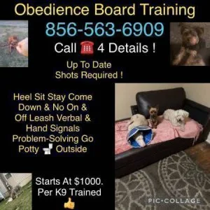 A complete off leash obedience