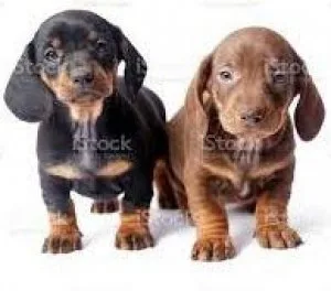 Dachshund Pups For Sale in Delhi