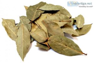 Buy bay leaves wholesale online | vyom overseas
