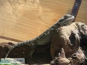 BEARDED DRAGON