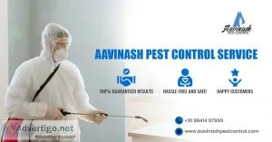 Best pest control services experts in chennai ? aavinashpestcont