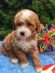 Rare Miniature Parti-Poodle pups