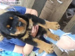 Rotterman Puppies For Sale